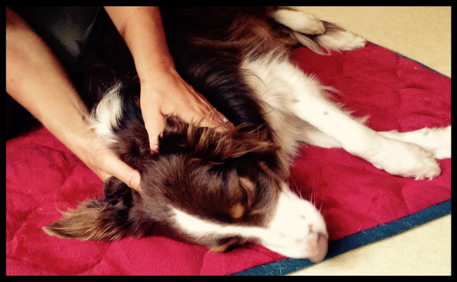 GOLDEN PET KARMA DOG MASSAGE