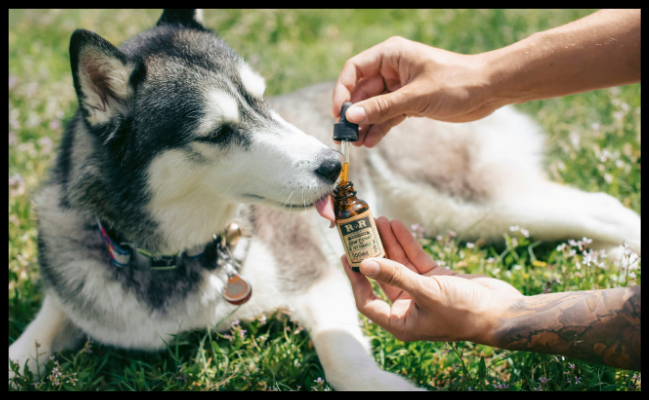 GOLDEN PET SHOW LOLA COMPAGNIE